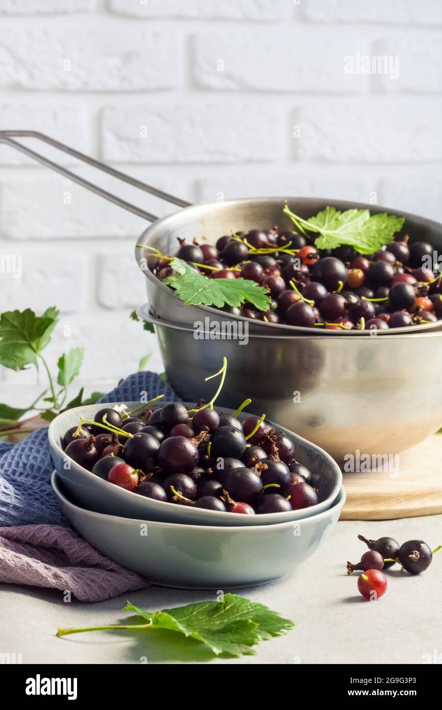 Il jostaberry (Ribes × nidigrolia) ibrido di un ribes nero e uva spina Foto Stock