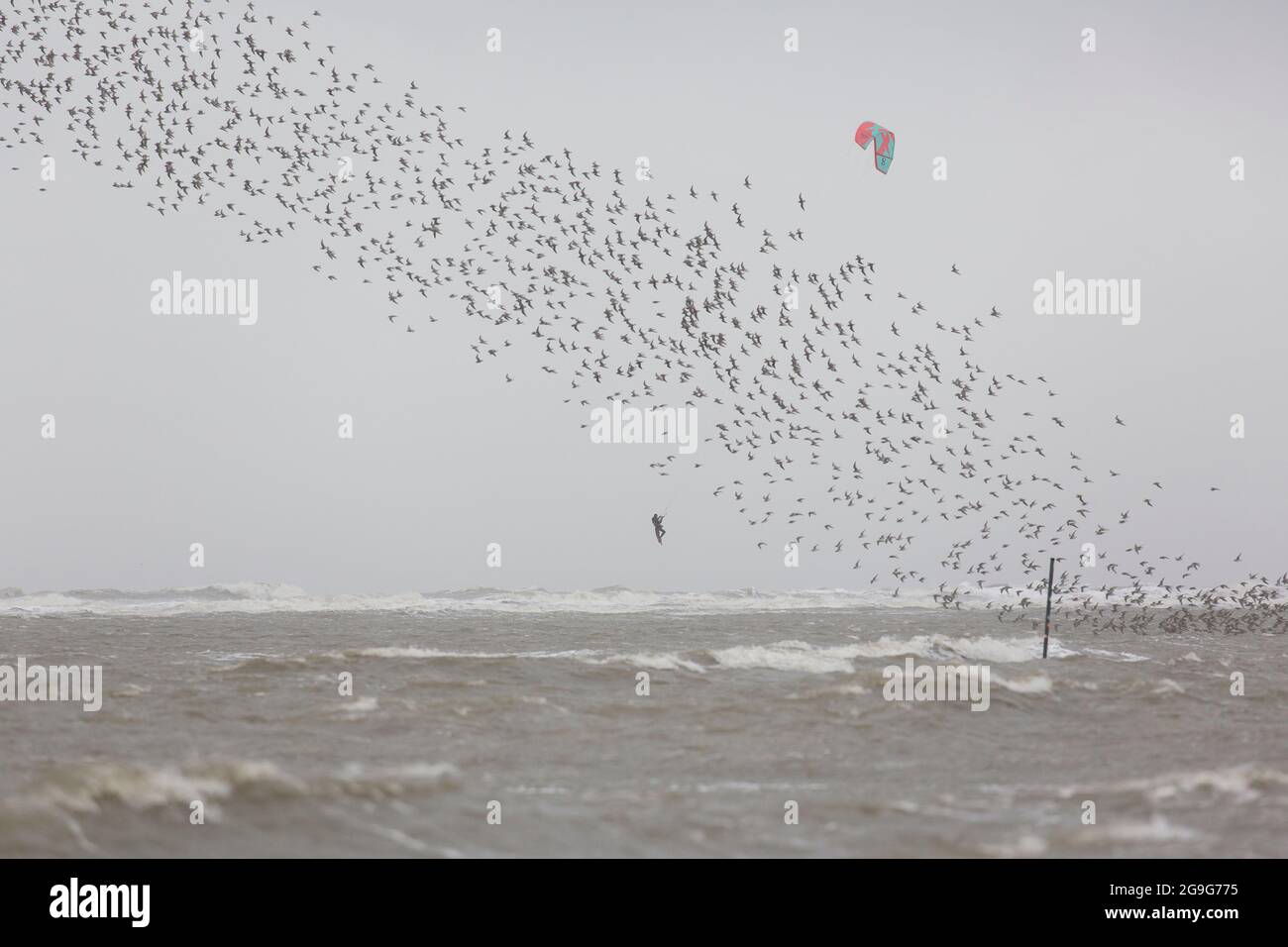 Kitesurfer e gregge di nodi di fronte a San Pietro Ording durante la tempesta. Frisia del Nord, Schleswig-Holstein, Germania. Foto Stock