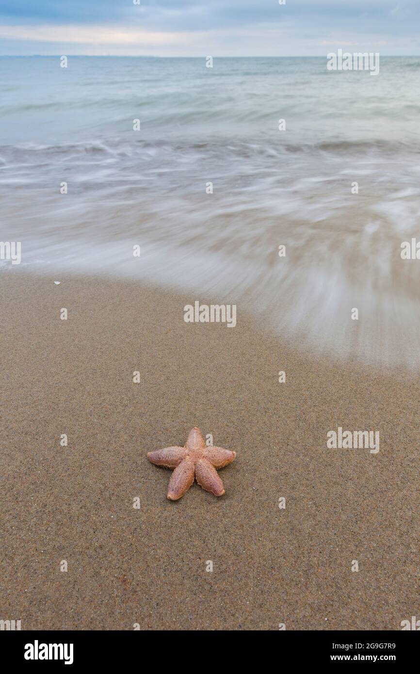Starfish comune, comune europeo Seastar (Asterias rubens). Stelle marine morte su una spiaggia. Schleswig-Holstein, Germania Foto Stock
