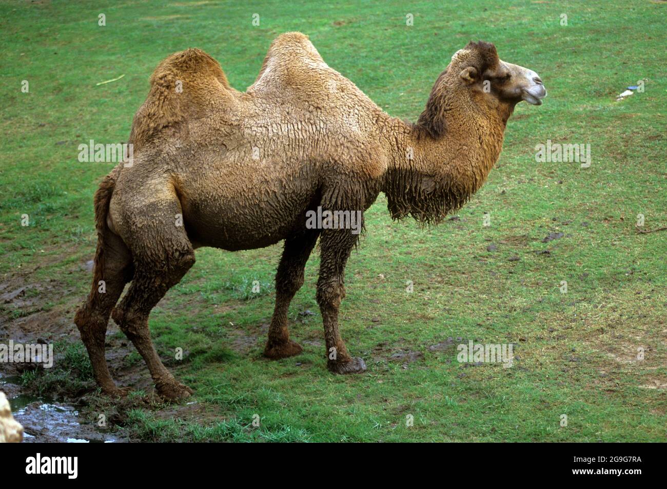 Il cammello Bactriano (Camelus bactrianus), conosciuto anche come cammello mongolo o cammello Bactriano domestico, è un grande ungulato a punta uniforme originario della ste Foto Stock