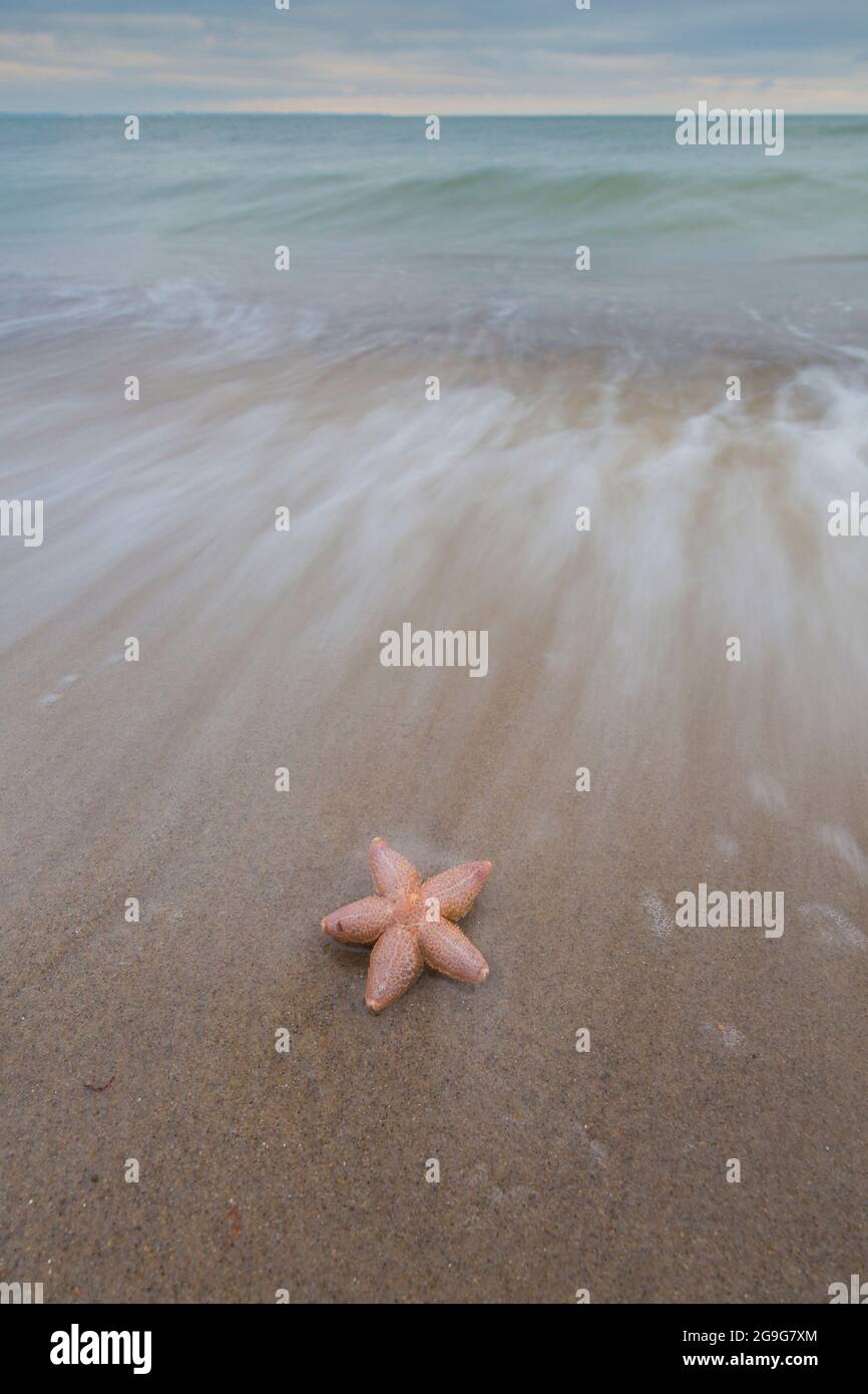 Starfish comune, comune europeo Seastar (Asterias rubens). Stelle marine morte su una spiaggia. Schleswig-Holstein, Germania Foto Stock