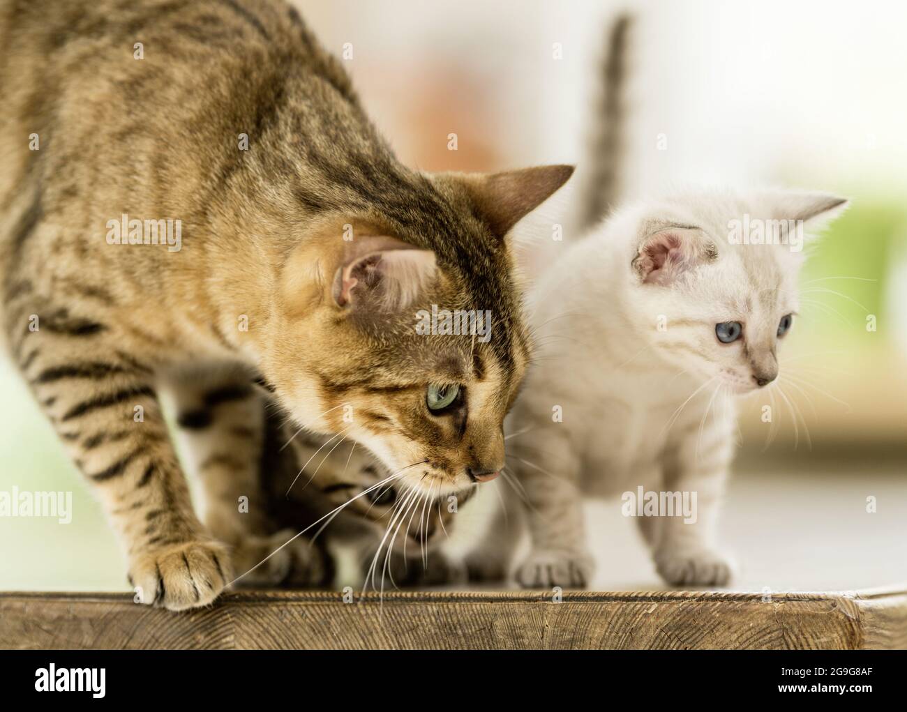 Gatto bengala. Una madre sta guardando qualcosa insieme al suo gattino. Germania Foto Stock