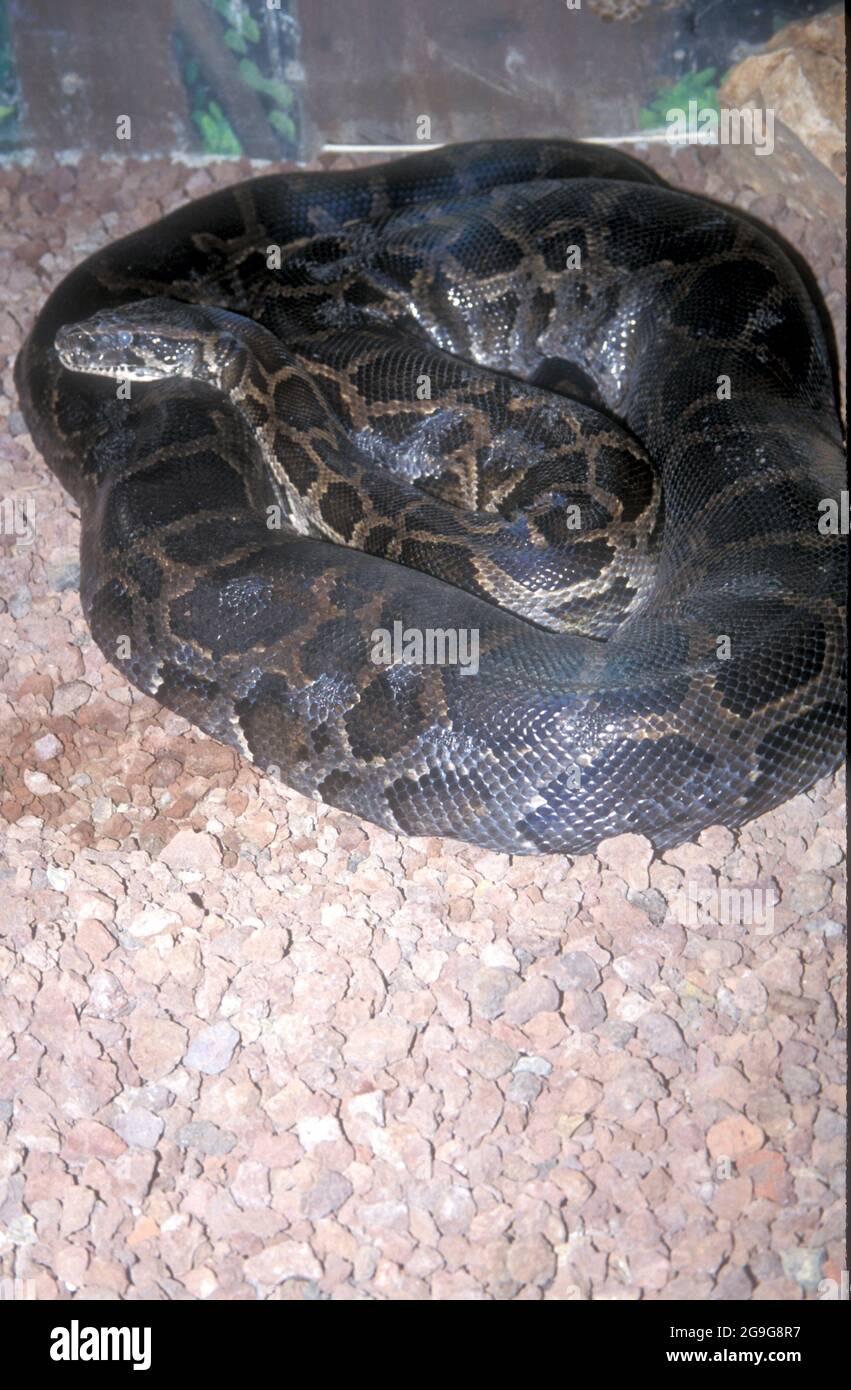 Il pitone birmano (Python bivittatus) è una delle più grandi specie di serpenti. È originario di una vasta area del sud-est asiatico ed è elencato come Vulner Foto Stock