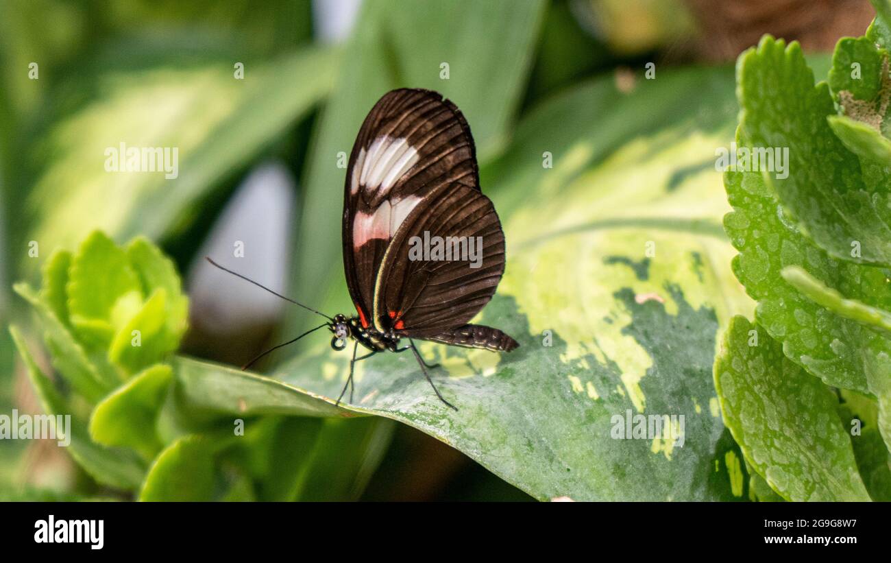 Farfalla su foglia, Macro Shot con sfondo sfocato Foto Stock