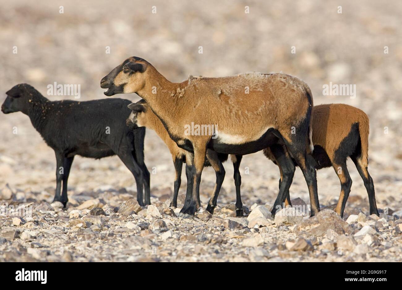 Camerun pecora. Il Dwarf del Camerun è una razza Camerunese di pecore domestiche. Appartiene al gruppo di razze nane dell'Africa occidentale. La camma Foto Stock