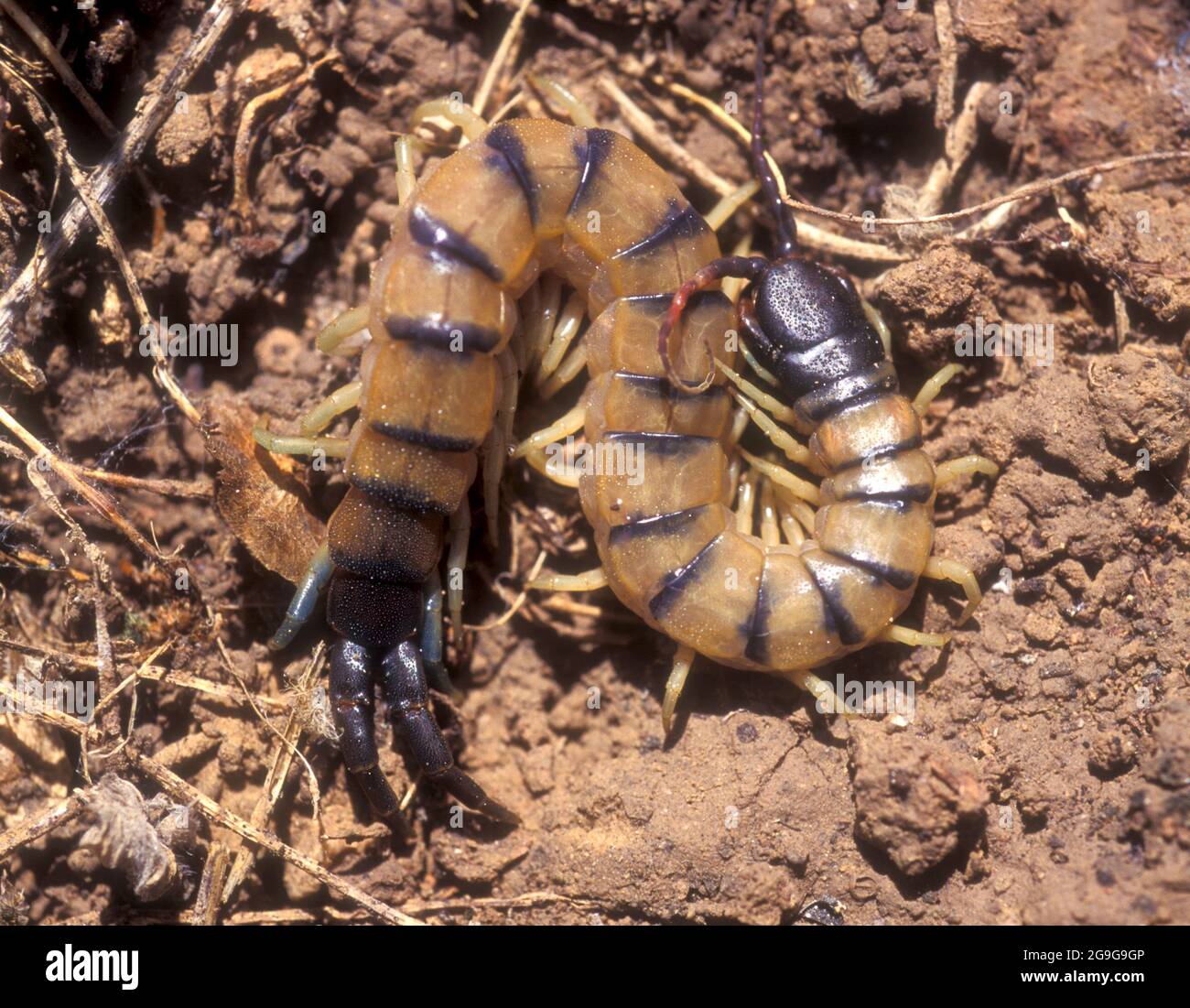 Centipede venoso. I centipedi sono artropodi predatori appartenenti alla classe Chilopoda del subphylum Myriapoda, un gruppo di artropodi che anche in Foto Stock
