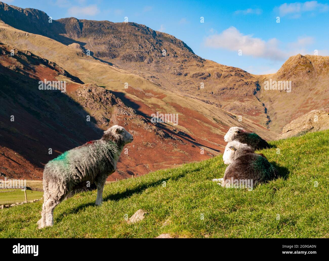 Pecora Herdwick su una collina nel Distretto Inglese del Lago vicino a Langdale Pikes con vista di Bow Fell, Rossett Pike e Mickleden Valley Foto Stock