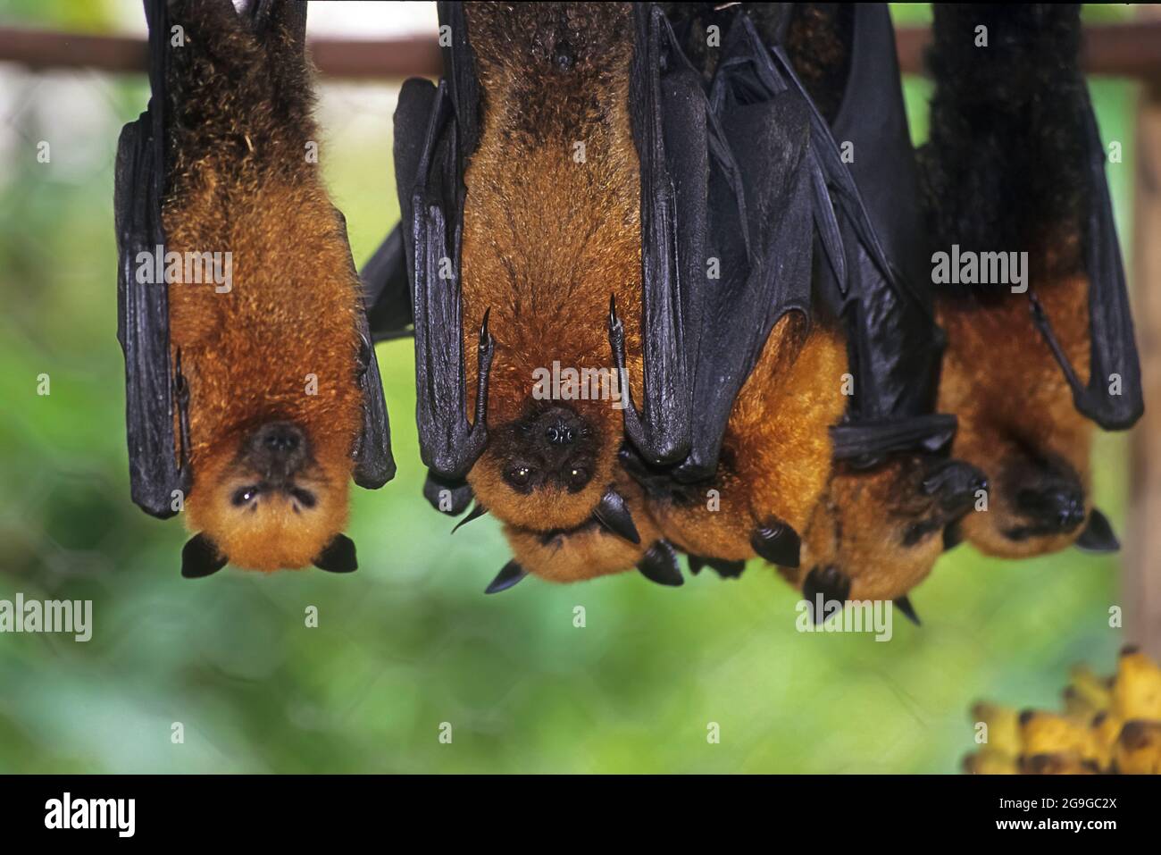 Flying Fox Fruit Bat è un genere di megabati che sono tra i più grandi pipistrelli del mondo. Sono comunemente noti come i pipistrelli di frutta o volpi volanti, amon Foto Stock