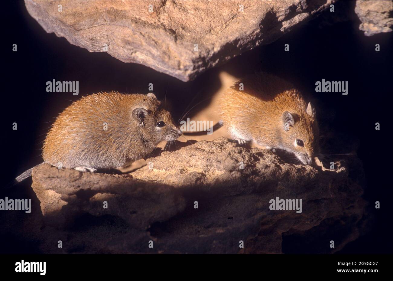 Il mouse dorato del Spiny (Russatus di Acomys) è onnivoro e si nutre sui semi, sulle piante del deserto, sulle lumache e sugli insetti. Vivendo in regioni desertiche, è un xerico Foto Stock