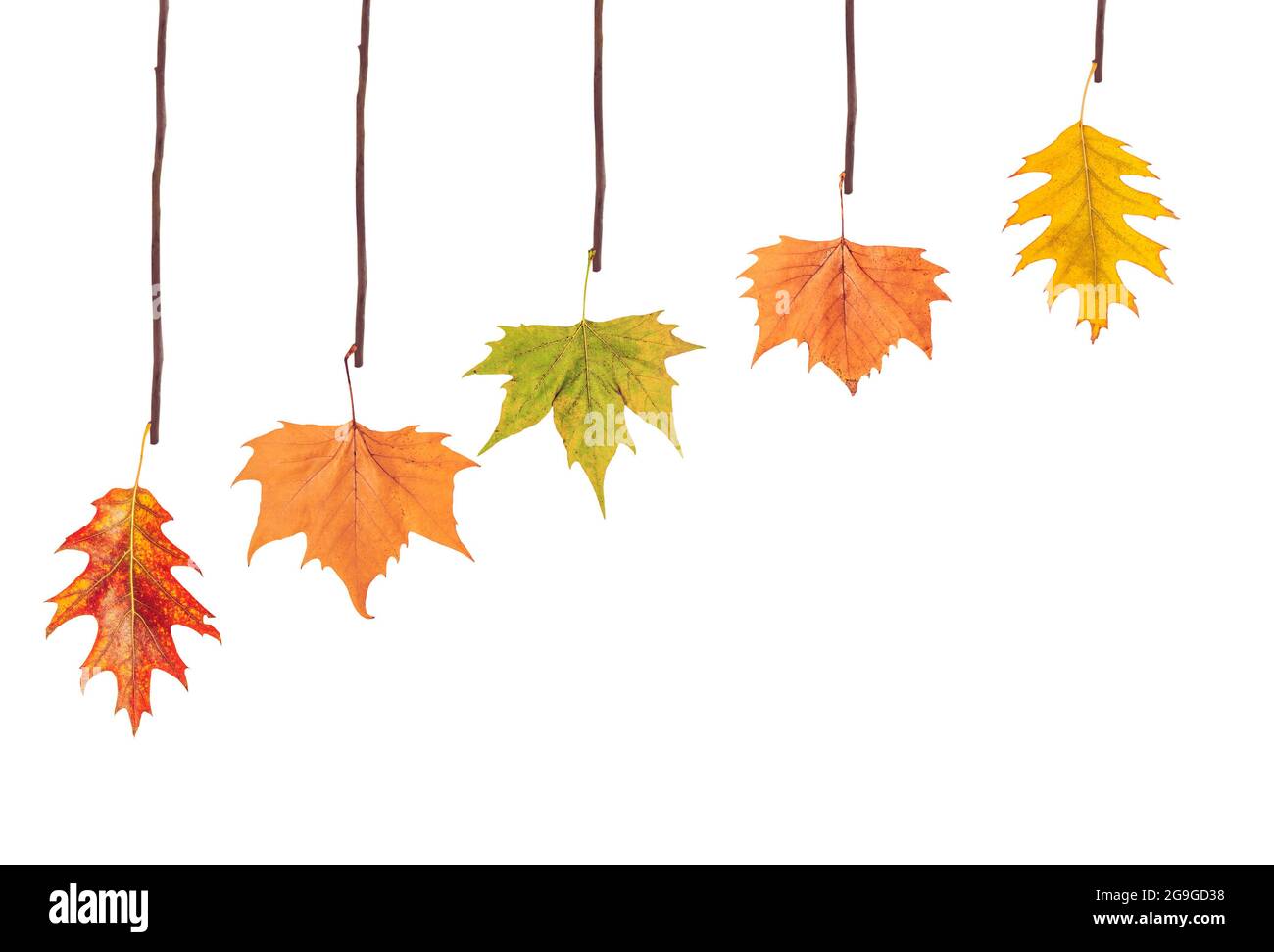 Diverse foglie appese sul ramo dell'albero Foto Stock