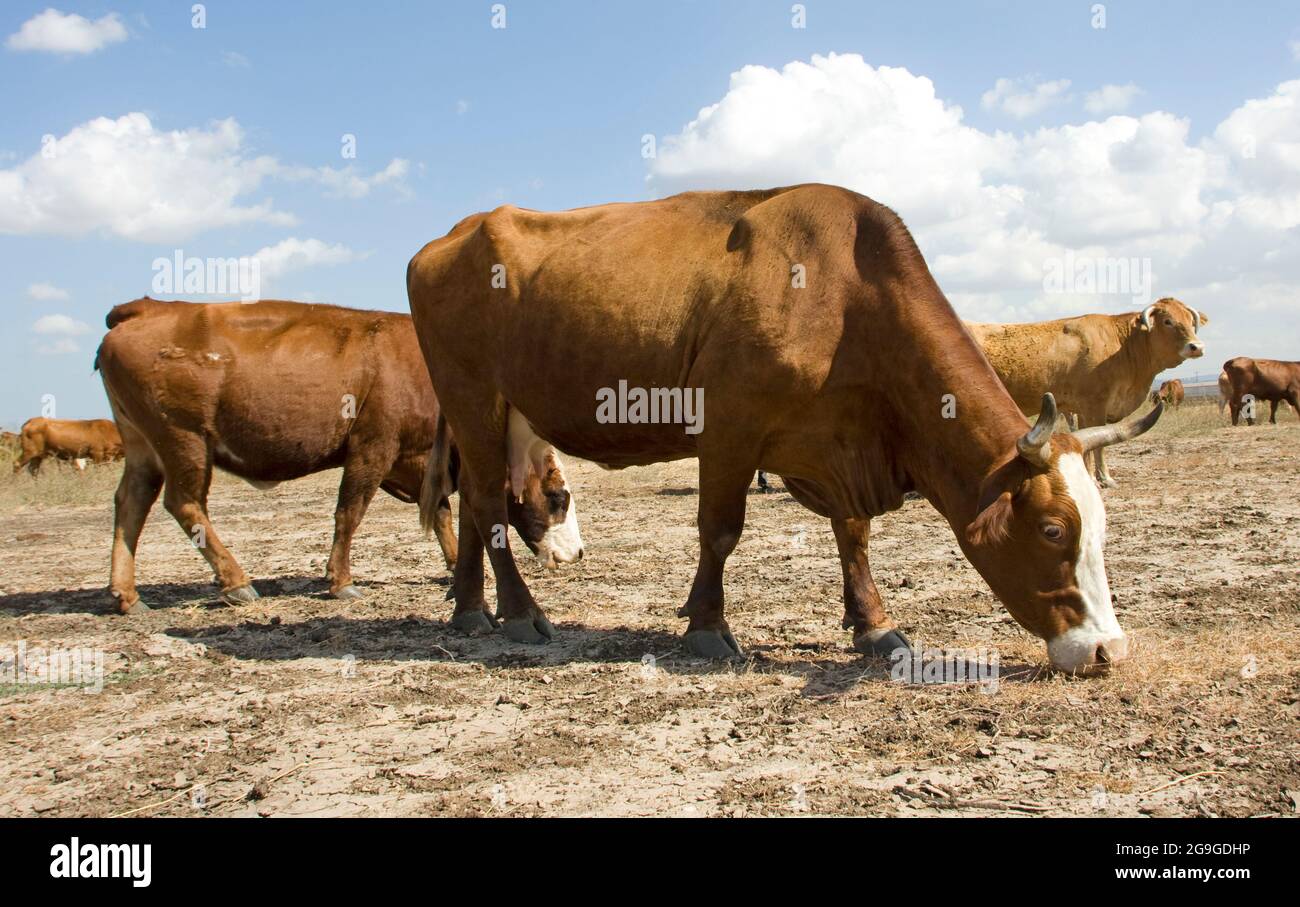 Bestiame pascolo libero pascolo un campo dopo raccolto. Fotografato nel deserto del Negev settentrionale, Israele Foto Stock