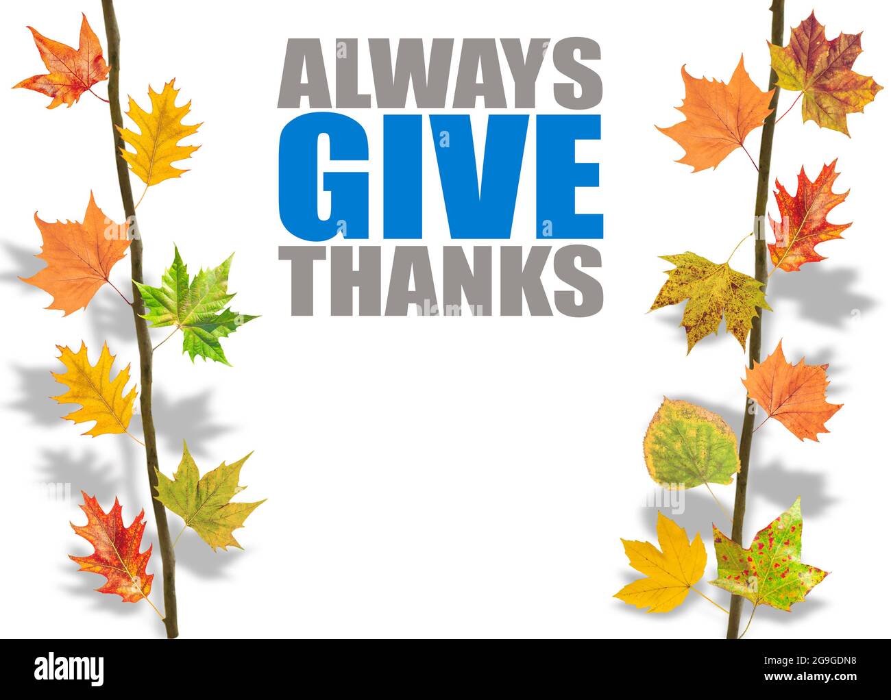 Diverse foglie appese sul ramo dell'albero Foto Stock