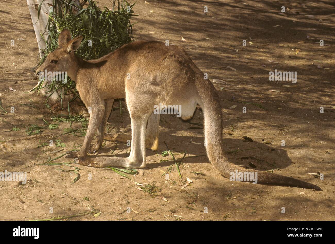 Il canguro grigio orientale (Macropus giganteus) è un marsupiale trovato nel terzo orientale dell'Australia, con una popolazione di diversi milioni di abitanti. È als Foto Stock