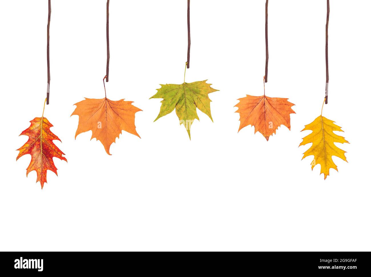 Diverse foglie appese sul ramo dell'albero Foto Stock