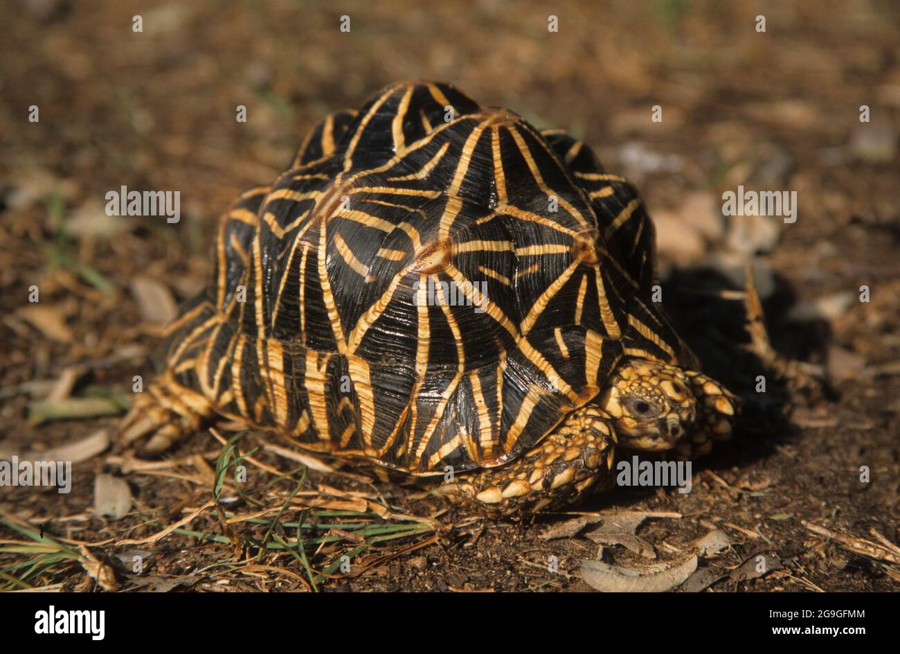 Star indiane tartaruga (Geochelone elegans). Questa specie di tartaruga è trovato in aree asciutte e la foresta scrub di India e Sri Lanka. Foto Stock