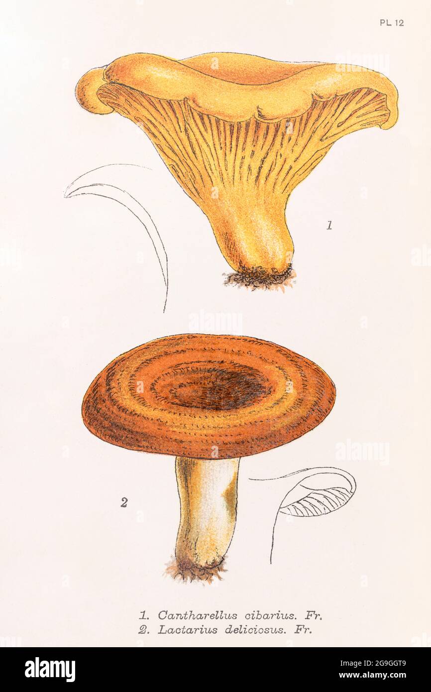 Cantharellus cibarius / Chanterelle & Lactarius deliciosus / Saffron Milk Cap in Mordecai Cooke 'Plain & Easy account of British fungi' 1876. Foto Stock