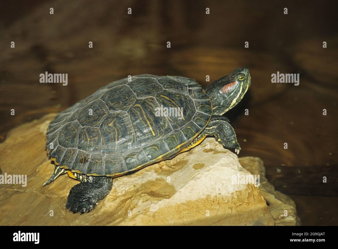 Il cursore rosso-arato (Trachemys scripta elegans), noto anche come il terrapin rosso-arato, tartaruga cursore rosso-arato, tartaruga rossa-arata, tartaruga cursore, e. Foto Stock