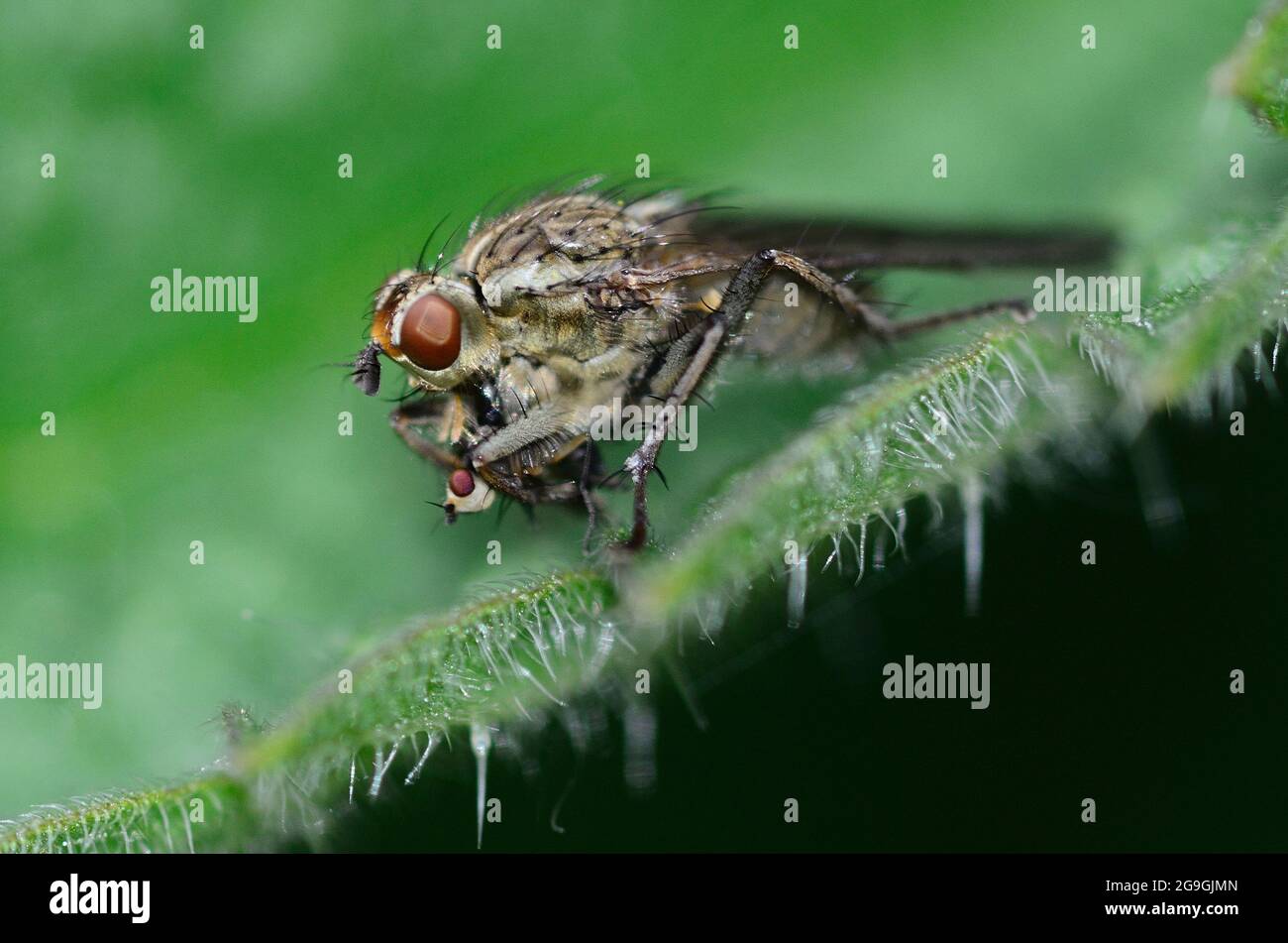 Femmina giallo sterco volare con preda Foto Stock