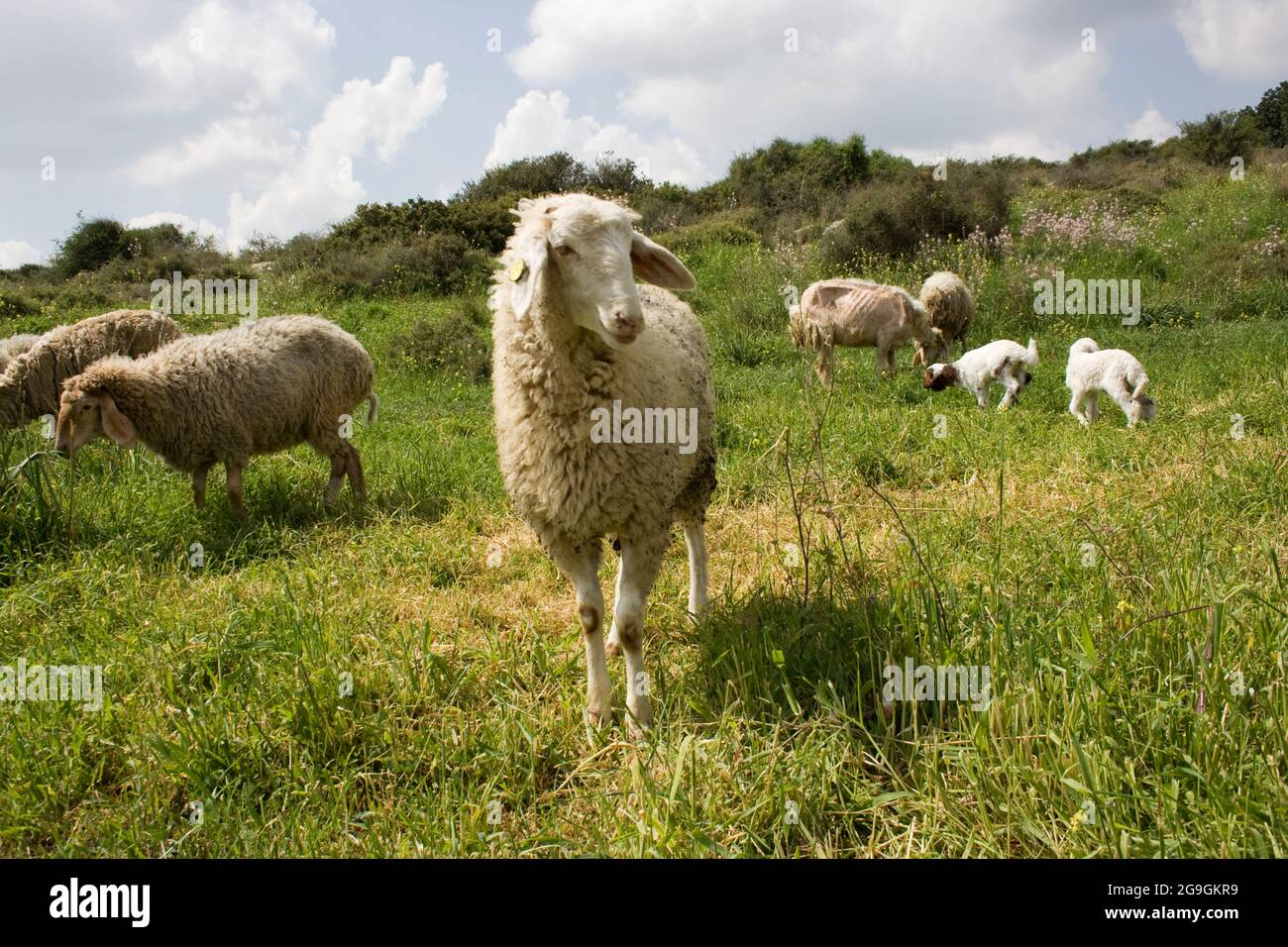 Un grande gregge di pecore che pascolano liberamente in un prato verde. Fotografato sul Monte Carmelo, Israele Foto Stock