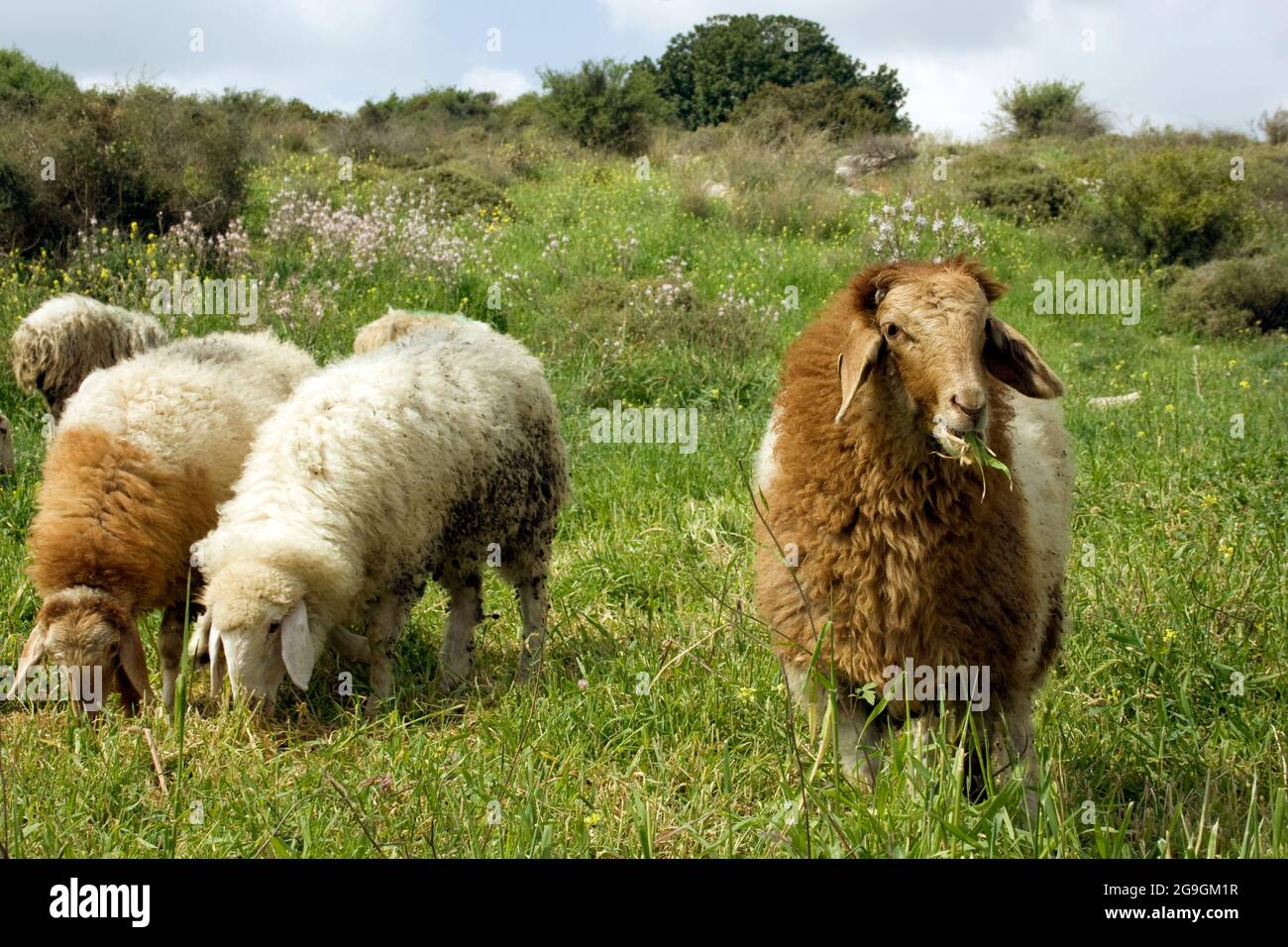 Un grande gregge di pecore che pascolano liberamente in un prato verde. Fotografato sul Monte Carmelo, Israele Foto Stock