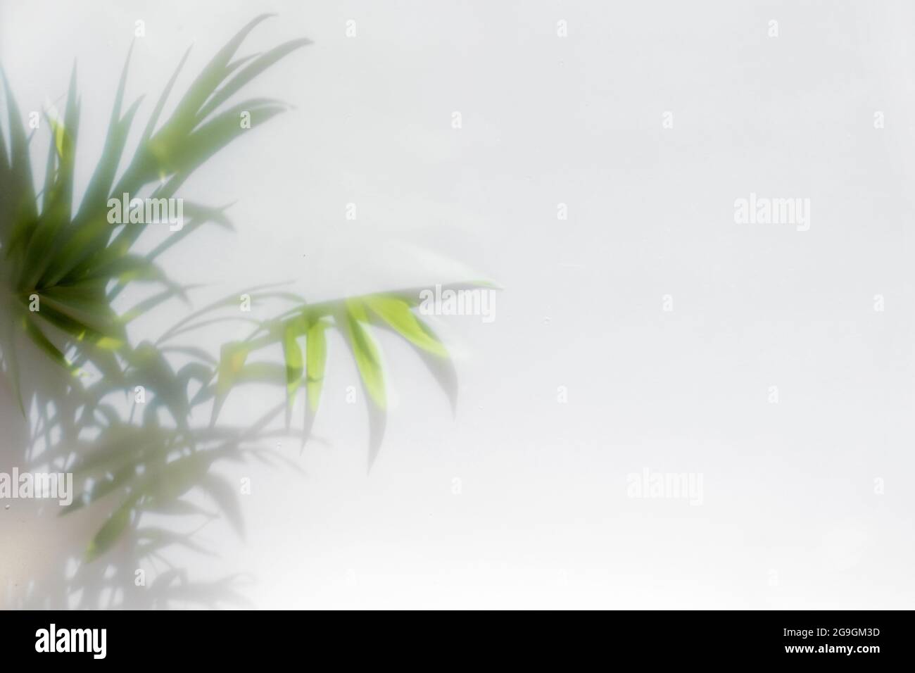 Foglia di palmo sulla superficie con ombra. Sfondo elegante per la presentazione. Foto Stock