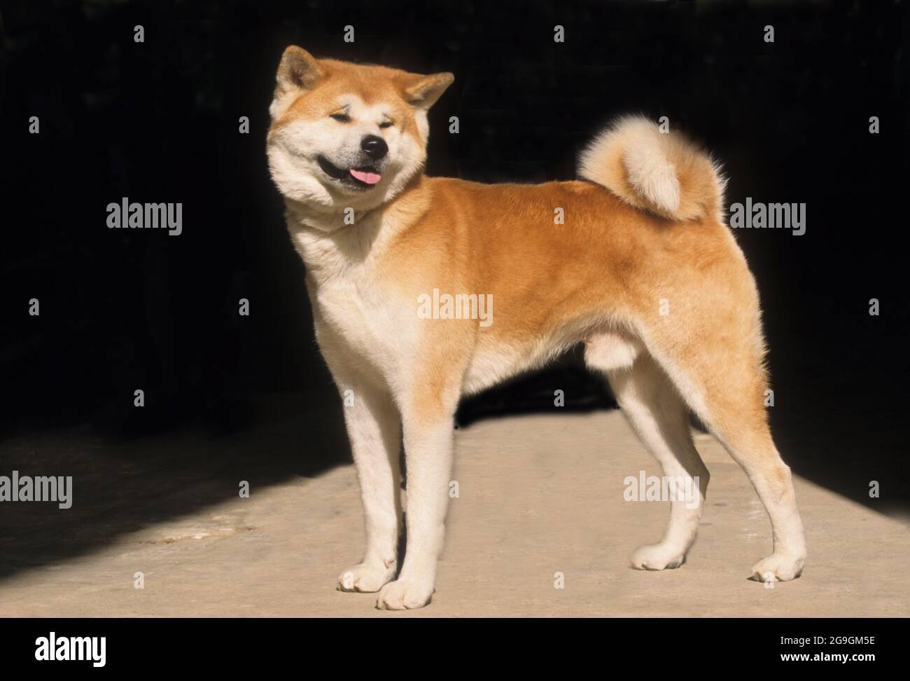 Pedigree cane - Shiba Inu 'po' di sottobosco Dog'. Il più piccolo dei sei originali e distinte razze di cani dal Giappone. profilo Foto Stock