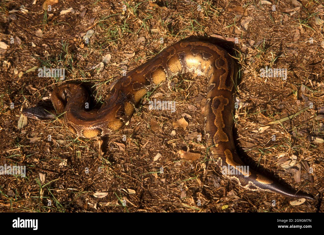 Il pitone di sangue (Python curtus), conosciuto anche come il pitone di Sumatran a coda corta, è una specie della famiglia dei Pythonidae, un serpente nonvenomous nativo a. Foto Stock