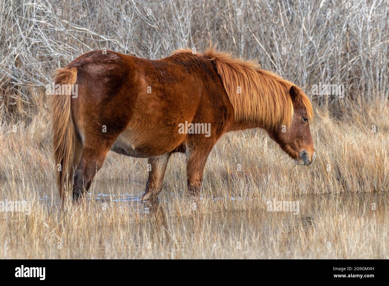 Pony selvaggio, Assateague National Seashore Foto Stock