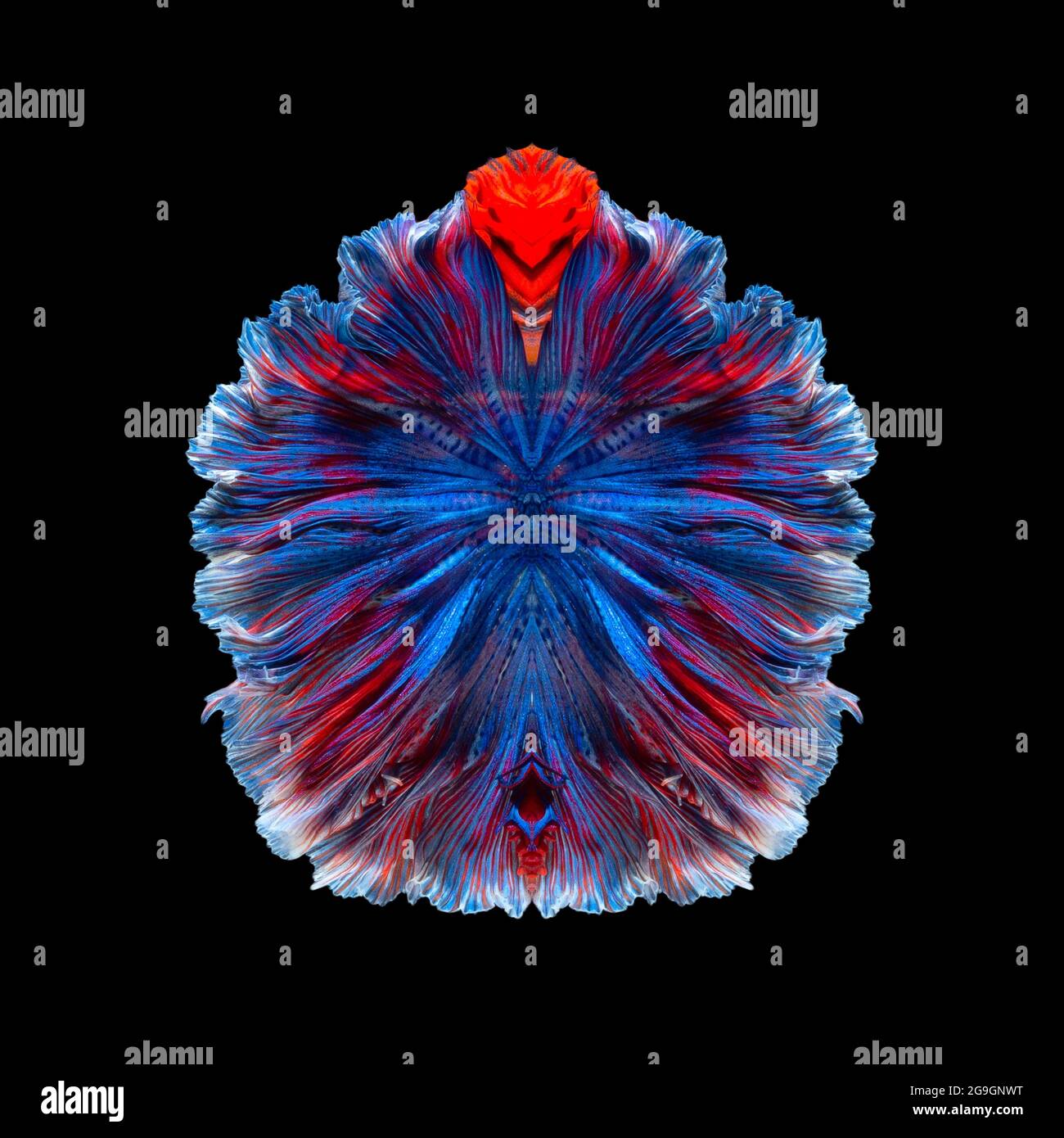 Arte astratta del pesce da combattimento siamese o code di pesce di betta simmetria forma sfondo Foto Stock