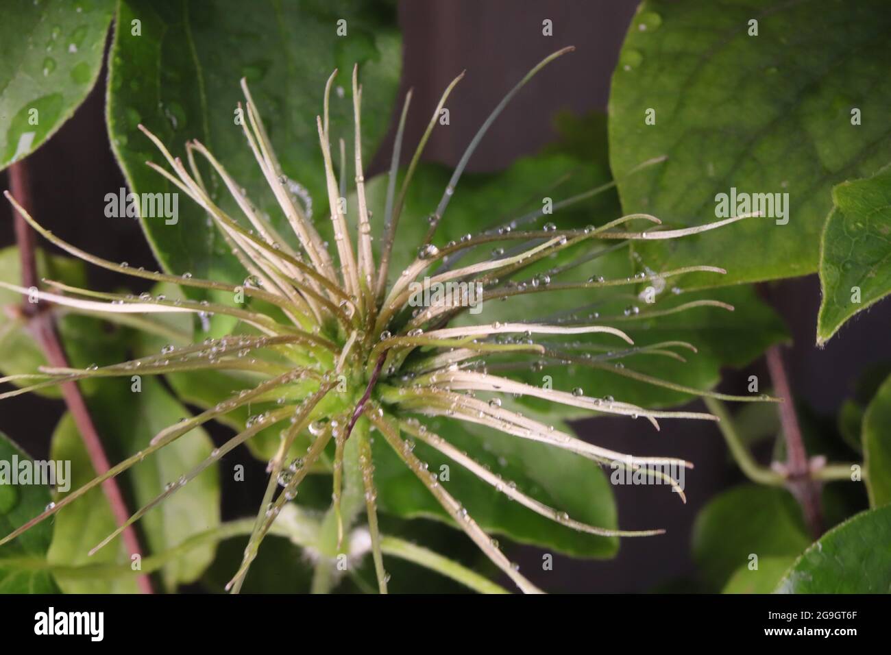 Die Makro-Aufnahme zeigt beeindruckende Details der Clematis-Blüte (klematis, Waldrebe) Foto Stock