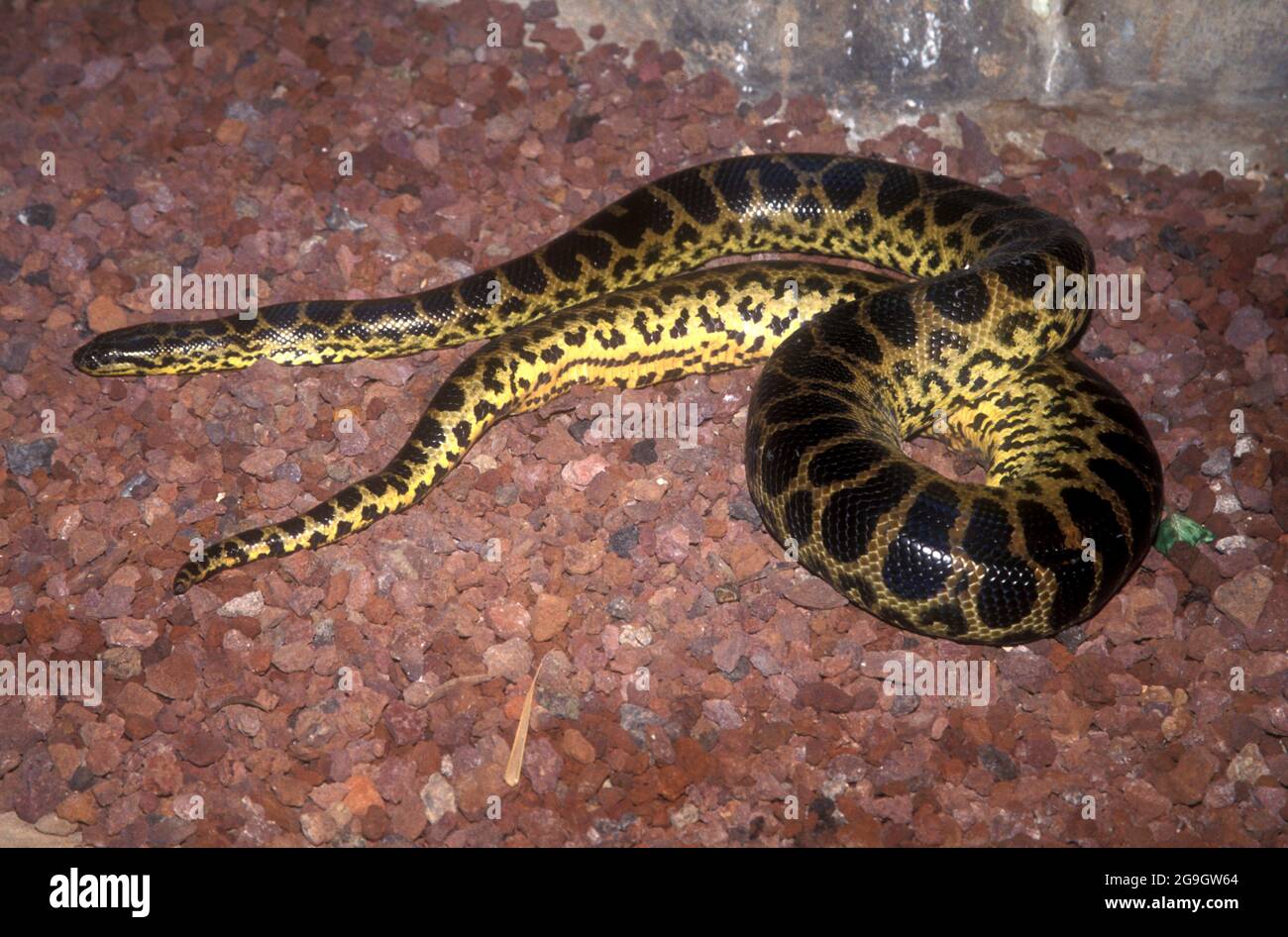 L'anaconda gialla (Eunectes notaeus), conosciuta anche come l'anaconda del Paraguay, è una specie di boa endemica del Sud America. È uno dei Foto Stock
