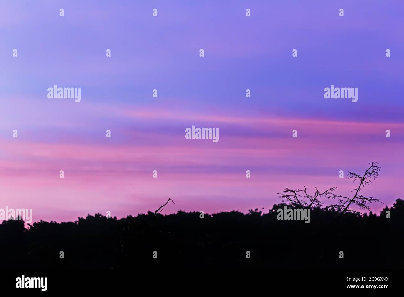 Incredibile crepuscolo di cielo blu viola su una linea di alberi scuri Foto Stock