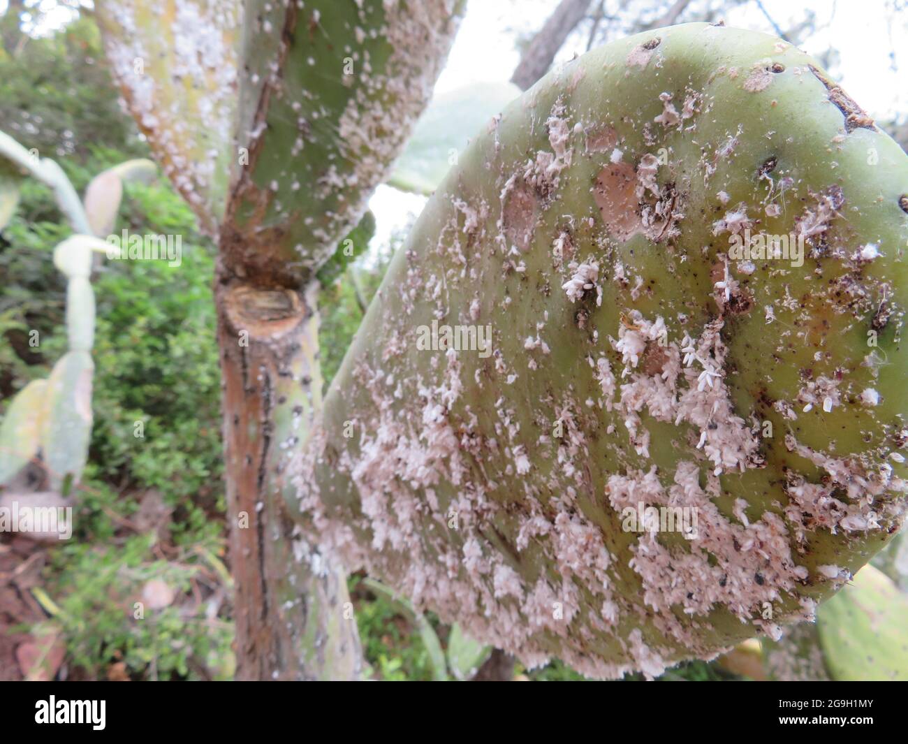 Opuntia fica indiana (Opuntia ficus-indica) con peste coccinea (Dactylopius coccus) Foto Stock
