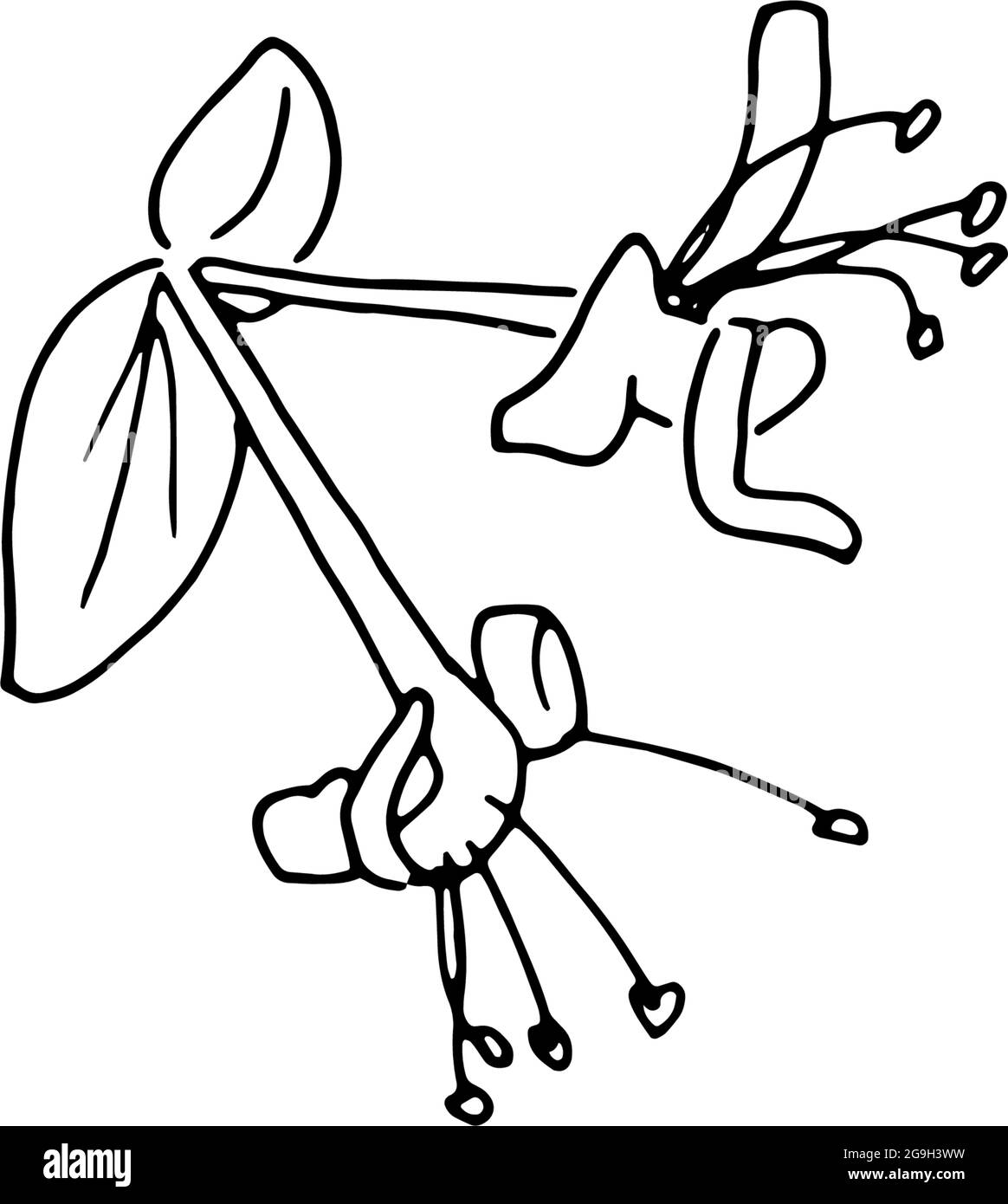Fiori secchi, erba secca su sfondo bianco, illustrazione di incisione disegnata a mano, stile minimalista. Ikebana. Illustrazione Vettoriale