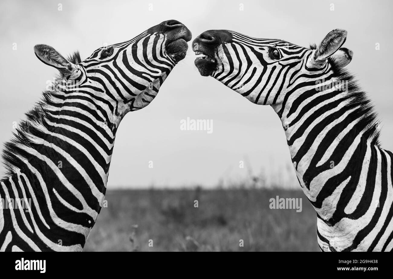 I due zebre erano faccia a faccia quando i combattimenti hanno cominciato. NAIROBI NATIONAL PARK, KENYA: In un'immagine, le due zebre da 1,000 libbre sono state entrambe allevate Foto Stock