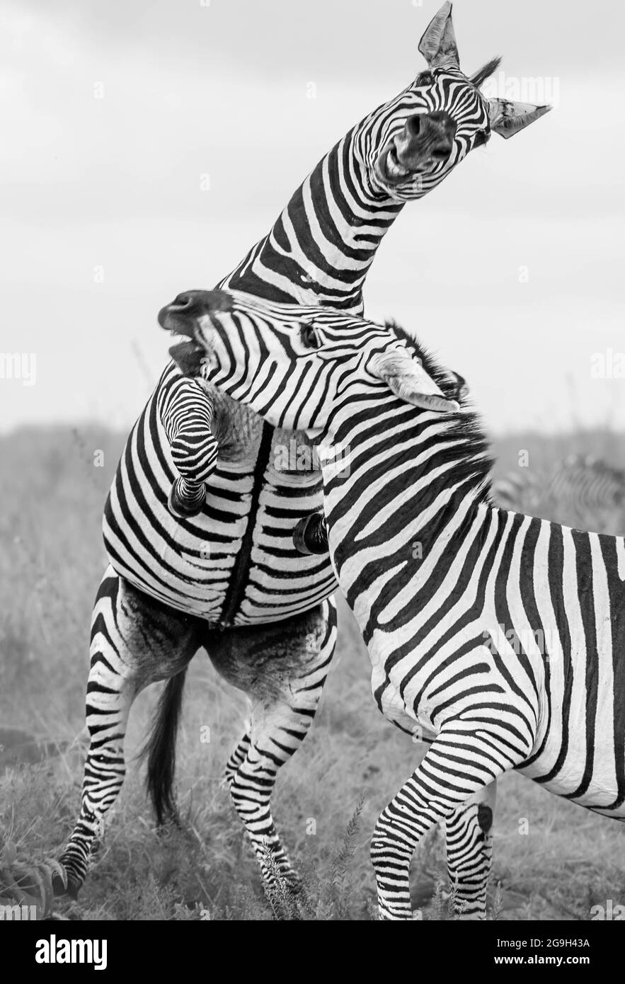 Hanno lottato duramente per i diritti di accoppiamento. NAIROBI NATIONAL PARK, KENYA: In un'immagine, le due zebre da 1,000 libbre sono state entrambe allevate sulle loro gambe posteriori come Foto Stock