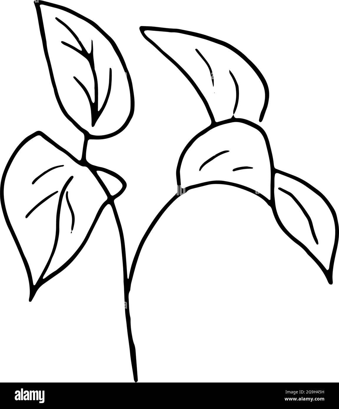 Fiori secchi, erba secca su sfondo bianco, illustrazione di incisione disegnata a mano, stile minimalista. Ikebana. Illustrazione Vettoriale