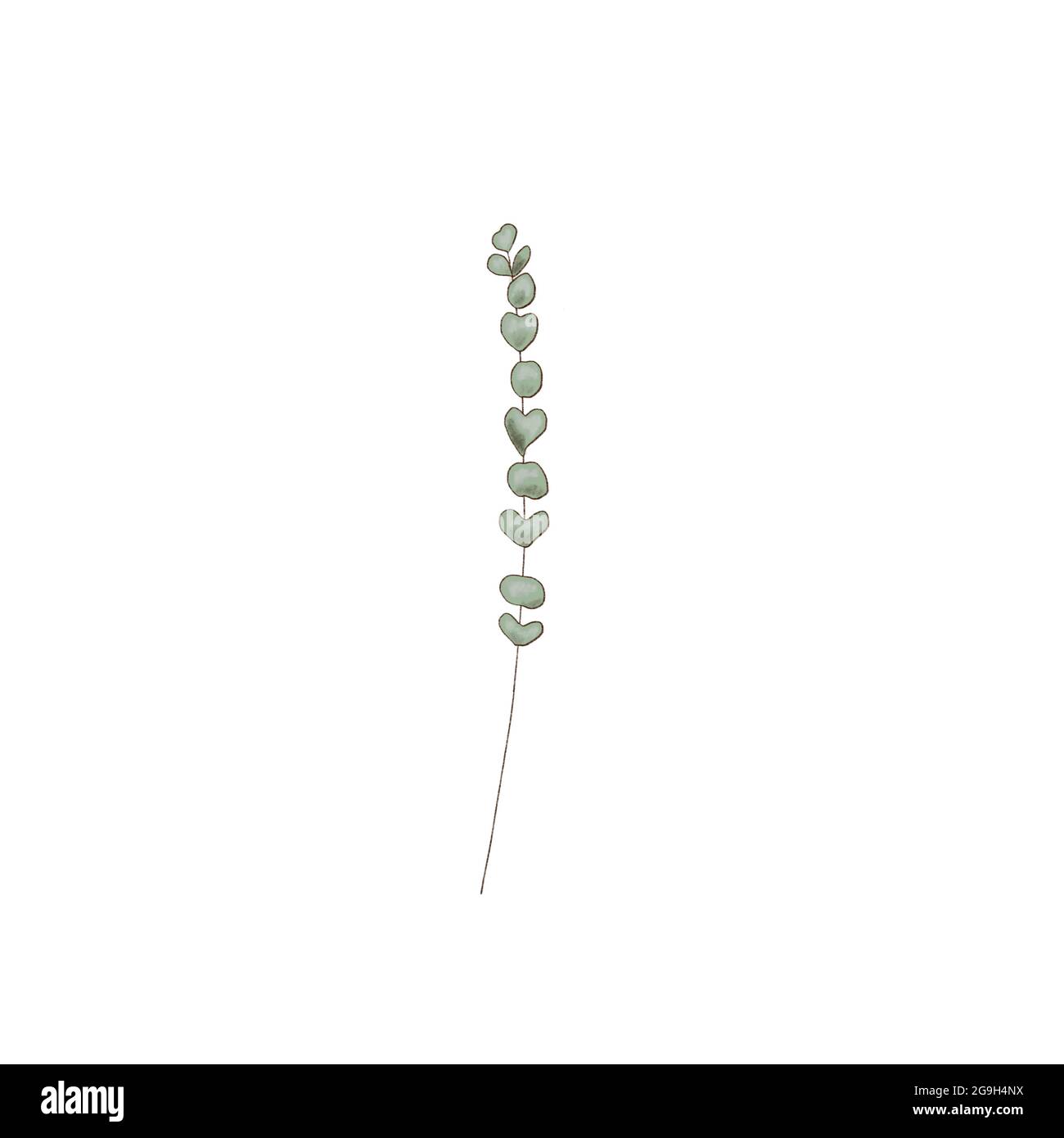 Rami di eucalipto, elemento di disegno, spazio di copia, composizione di tipo acquerello Erbe per carte Foto Stock