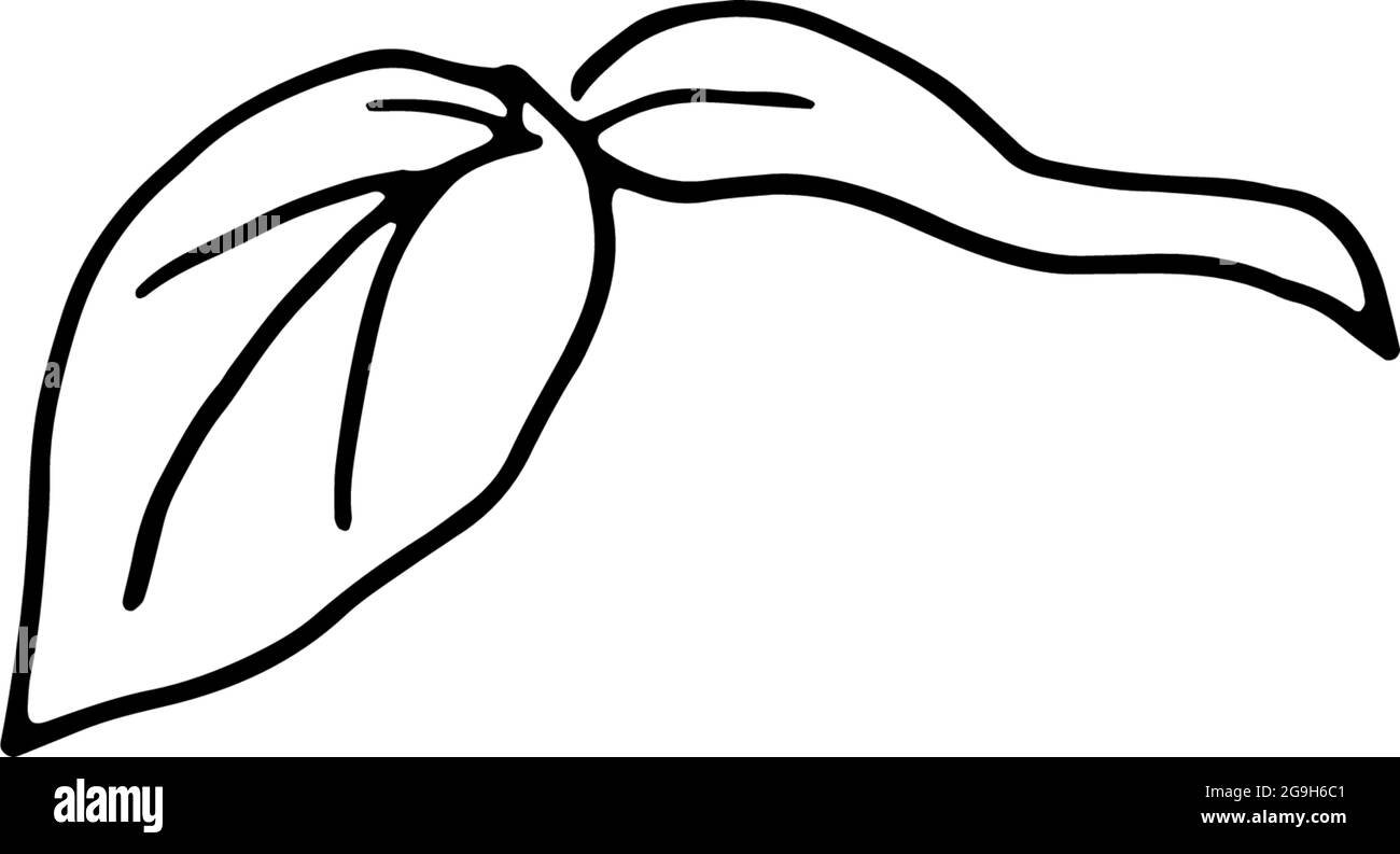 Fiori secchi, erba secca su sfondo bianco, illustrazione di incisione disegnata a mano, stile minimalista. Ikebana. Illustrazione Vettoriale