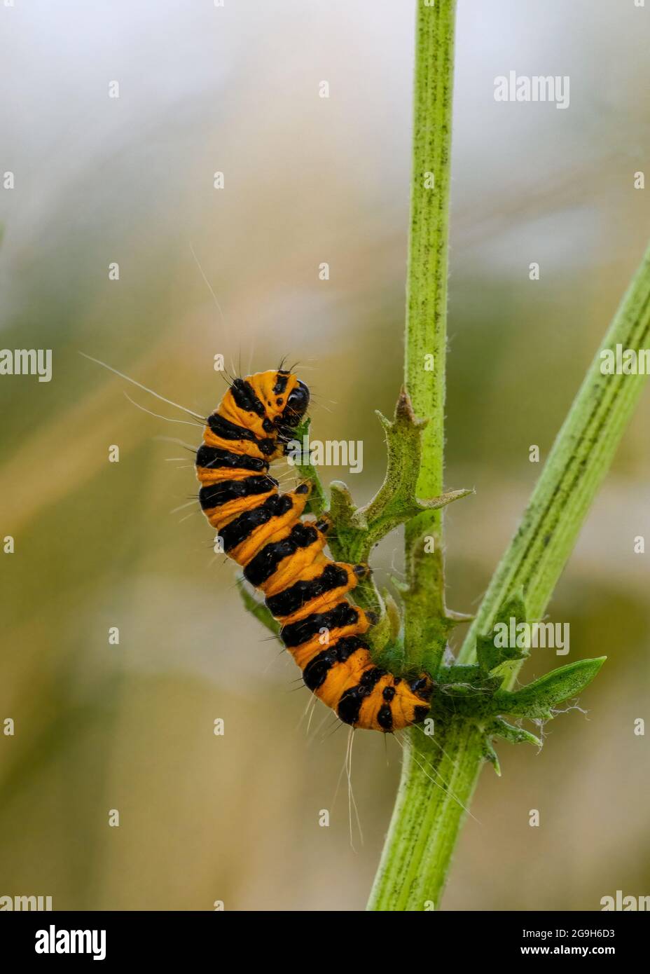 Un caratteristico bruco a strisce nere e gialle della falena cinabara (Tyria jacobaeae), che si nuocia di Ragwort Foto Stock