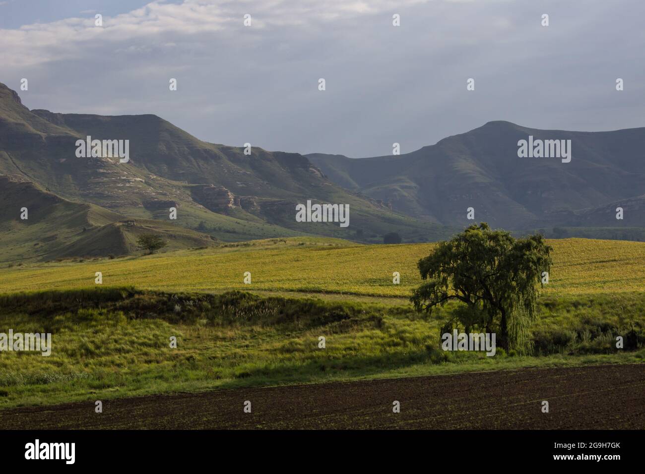 Una piccola fattoria situata in una valle dei Monti Drakensberg, appena fuori dal piccolo villaggio di Clarence nello Stato libero, in Sud Africa Foto Stock