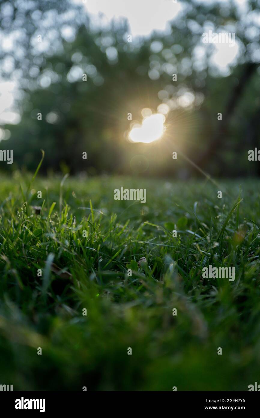 sfondo astratto verde di erba con il sole sullo sfondo Foto Stock