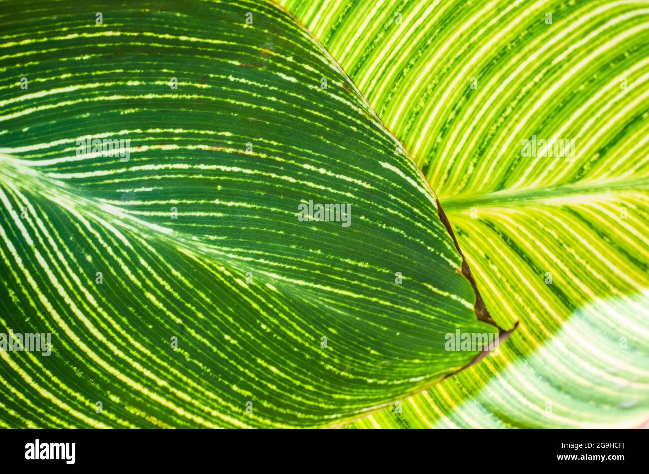 Foto foglia verde canna. Texture botanica a strisce. Foto Stock
