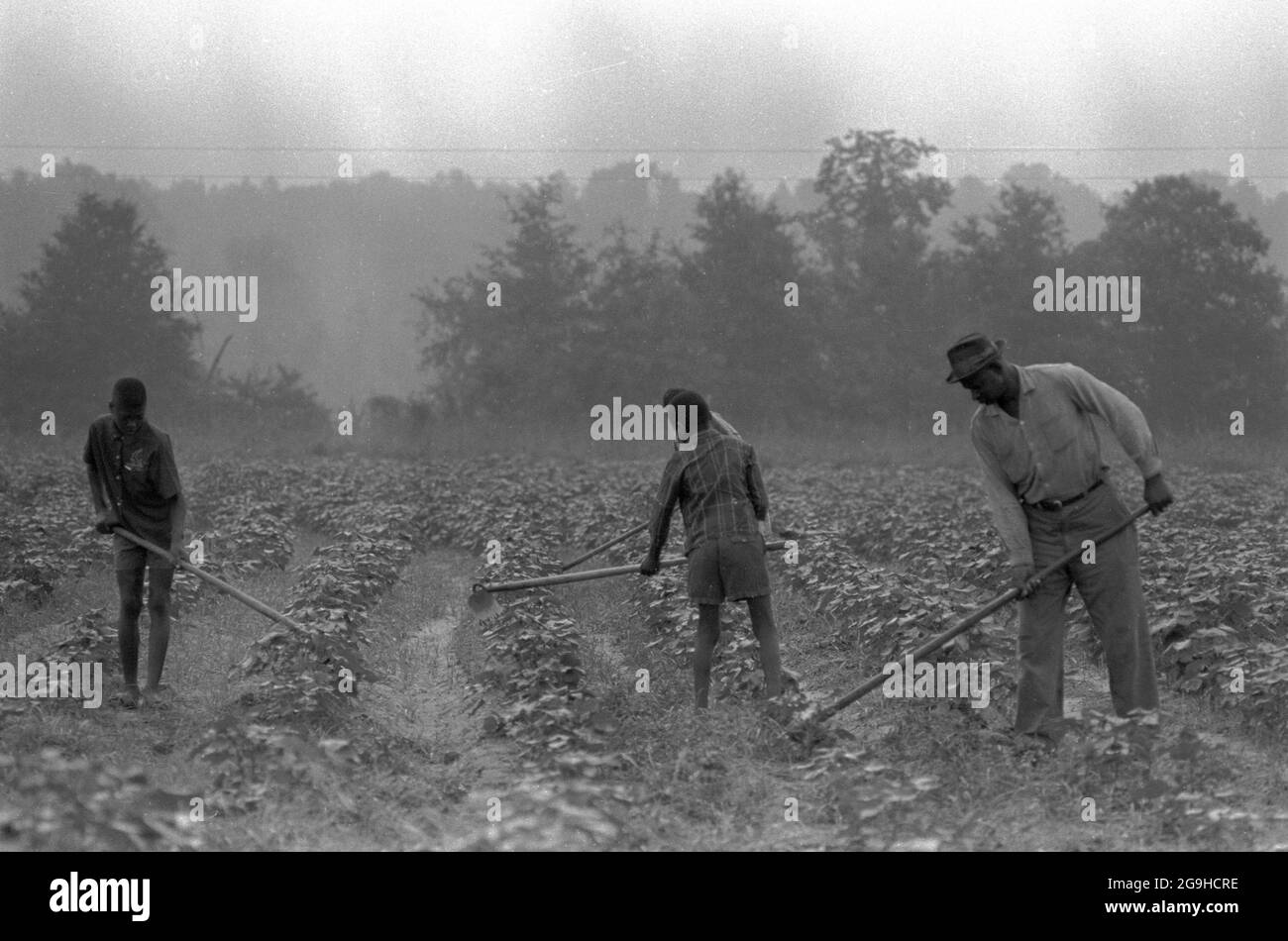 Una famiglia di contadini neri della Southwest Alabama Farmers cooperative Association (SWAFCA) in Selma Alabama, 1968 Foto Stock