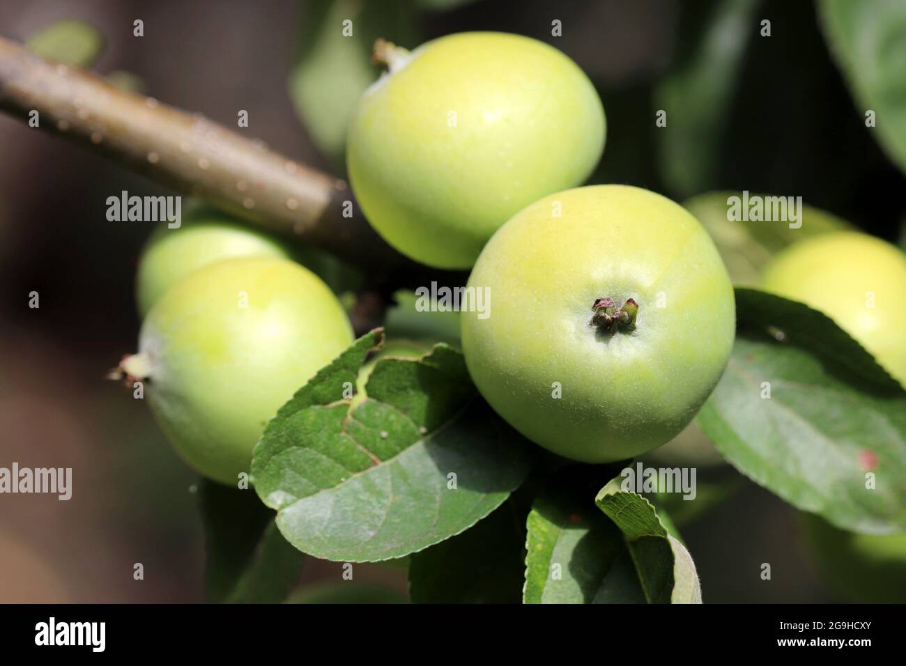 Mele verdi che crescono su un albero nel giardino estivo. Maturare frutti appesi sul ramo con foglie in giornata di sole Foto Stock