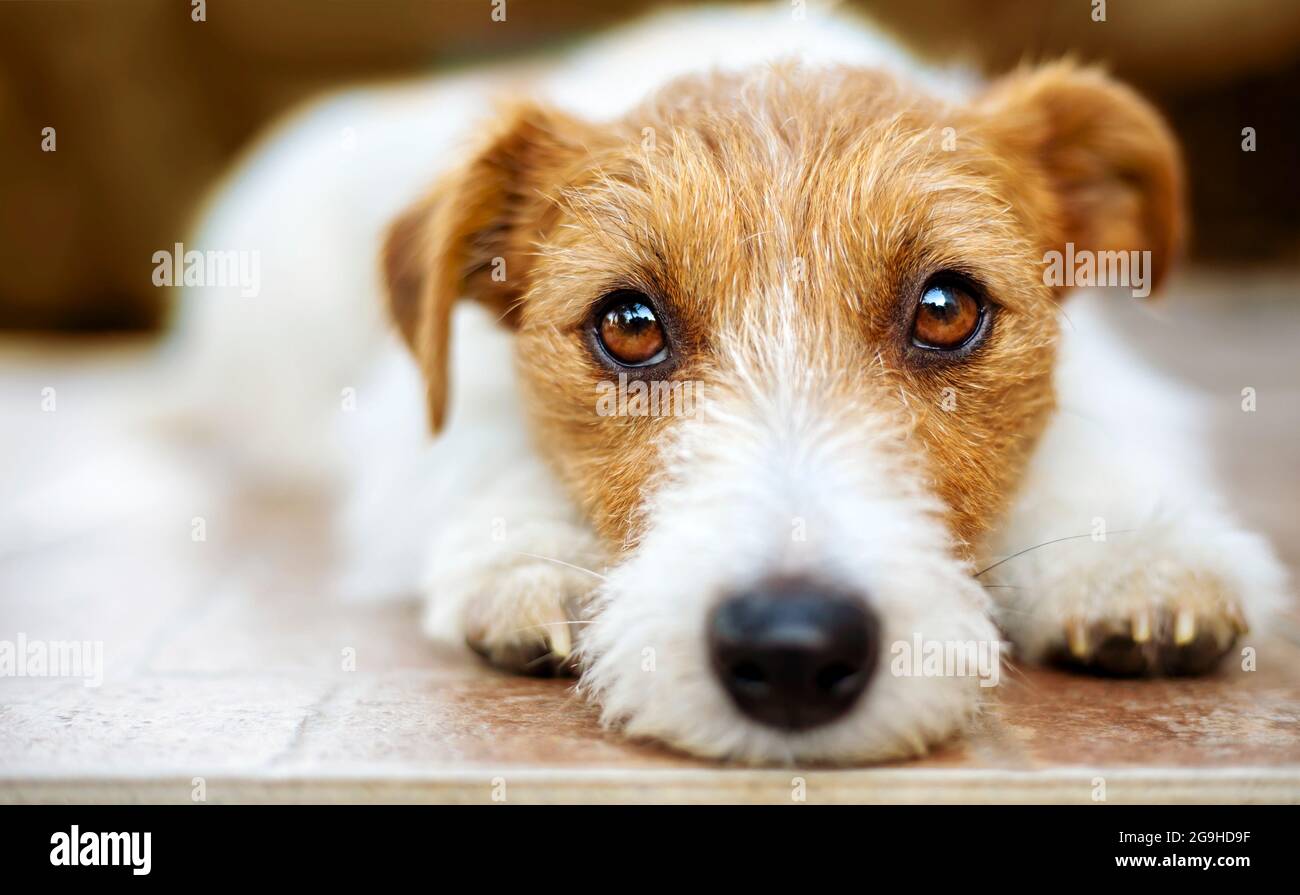 Divertente simpatico cucciolo di cane animale domestico espressione faccia, amore emozione Foto Stock