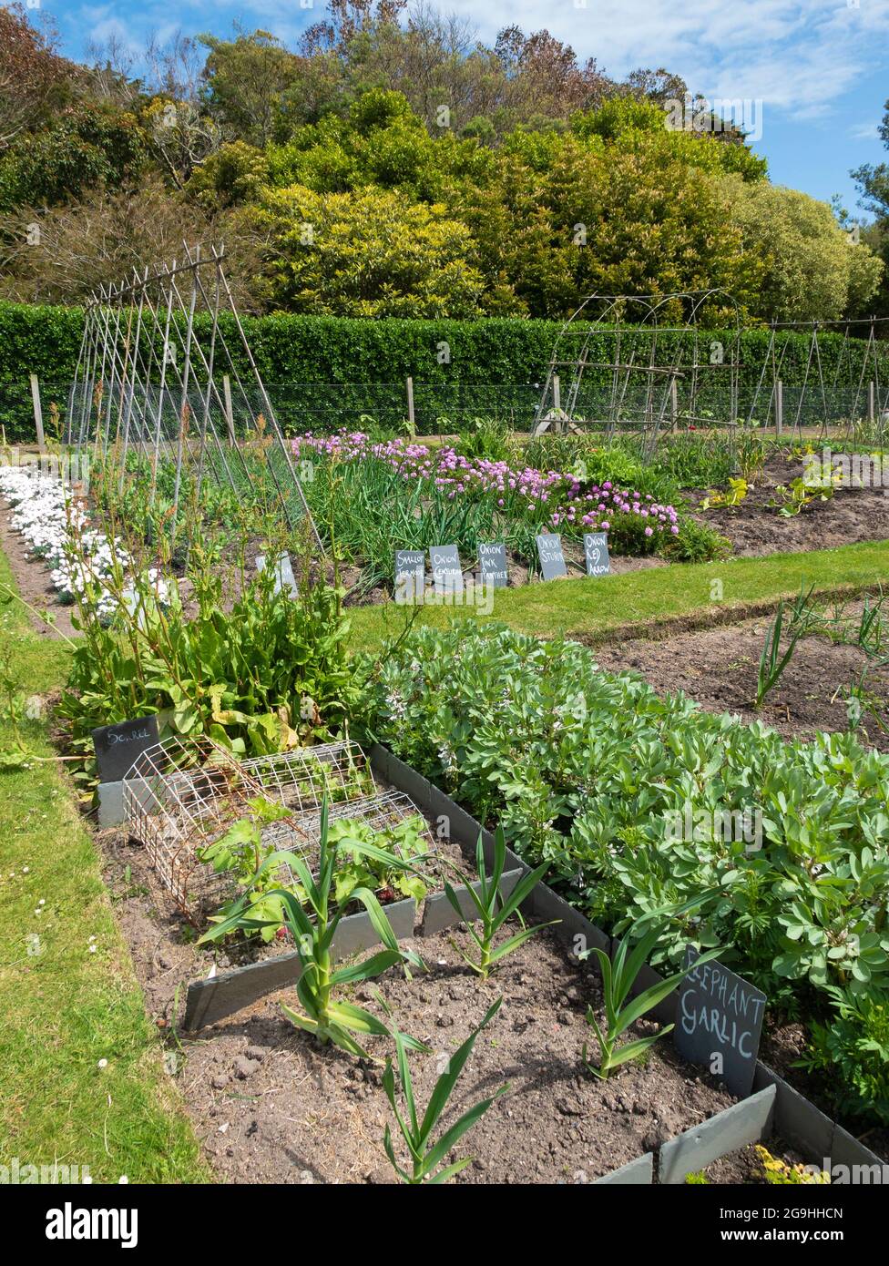 L'orto, Tresco Abbey Gardens, Tresco, Isole di Scilly, Cornovaglia, Inghilterra, Regno Unito. Foto Stock