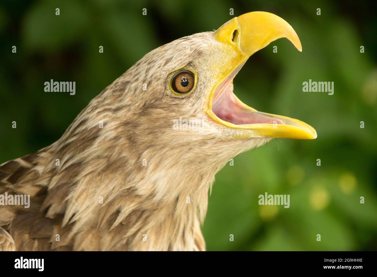 Aquila di mare eurasiatica chiamata Haliaetus albicilla aquila dalla coda bianca con becco aperto Foto Stock