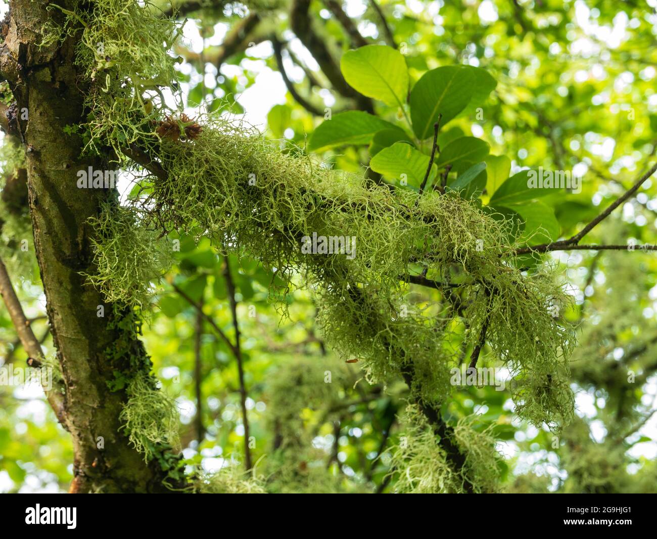 Licheni che crescono su un albero, St Mary's, Isles of Scilly, Cornovaglia, Inghilterra, REGNO UNITO. Foto Stock