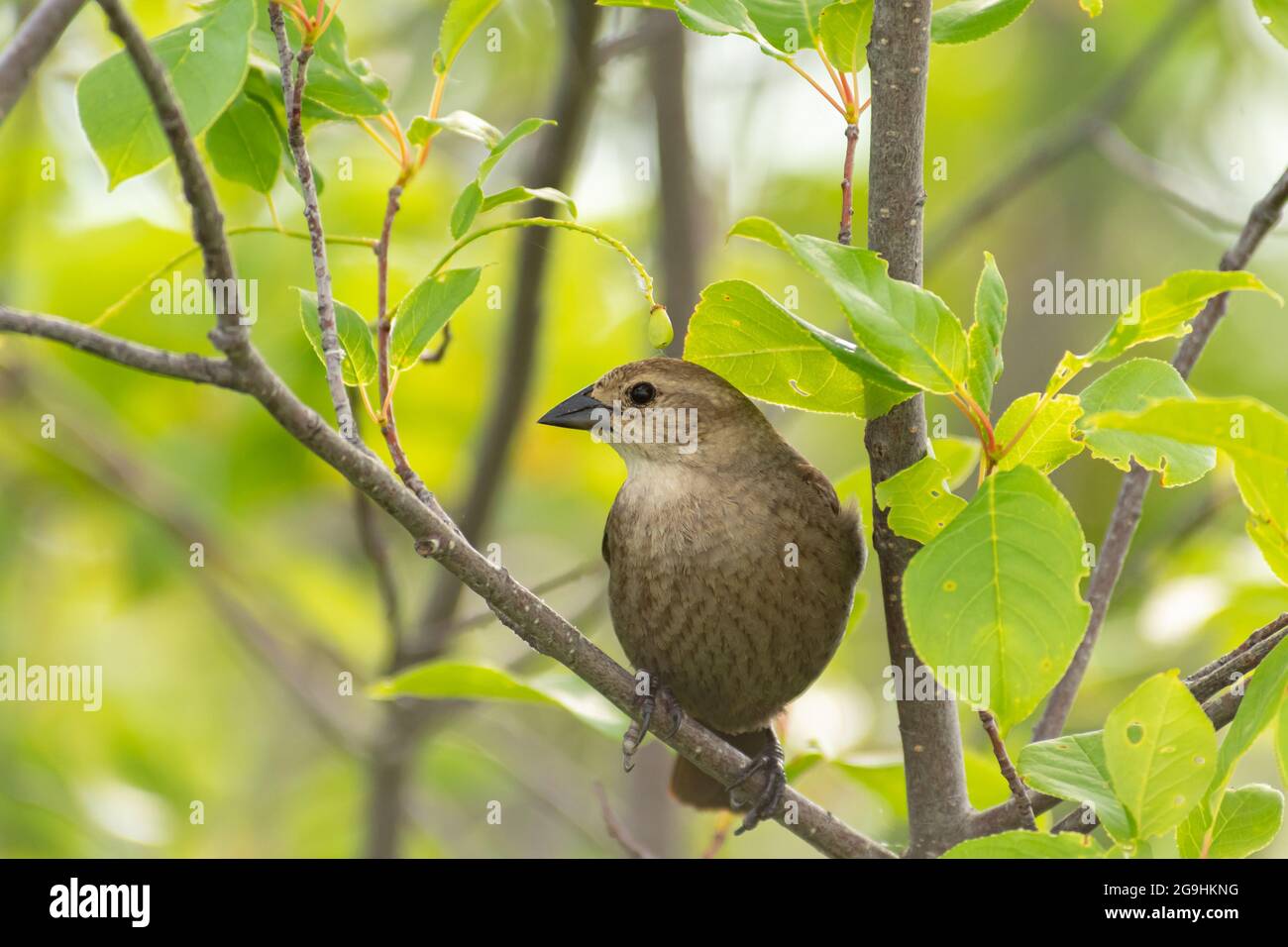 Cowbird femminile con testa marrone, nota che il becco scuro versa il becco più chiaro del giovane. Arroccato in un albero nel centro dell'Alberta Canada. Foto Stock